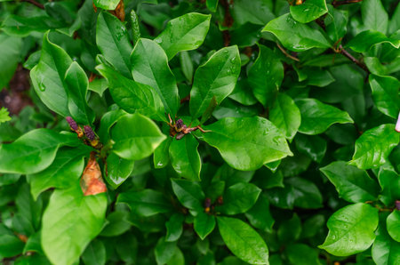 Top view of pistils of wilted flowers on bush with large green leaves at end of flowering seasonの写真素材
