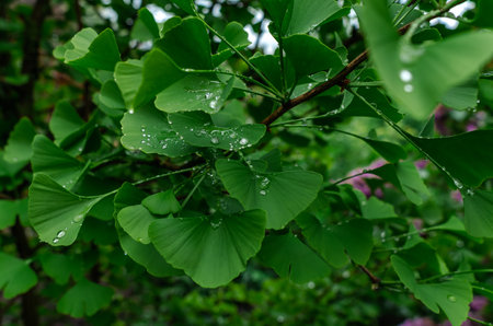 Raindrops on spring green leaf of Ginkgo biloba on blurred background. Great image for nature contentの写真素材
