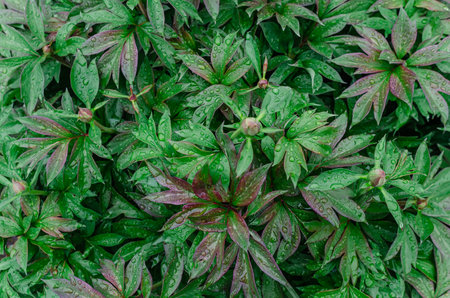 Top view of green peony buds after rain. Image for natural touch to any project. Rainy nature backgroundの写真素材