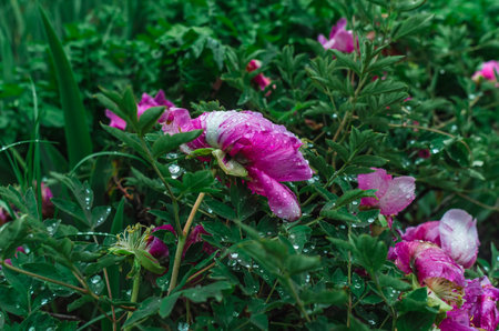 Bush of wilted pink peony flowers in raindrops among green leaves. Rain screen. Withering concept