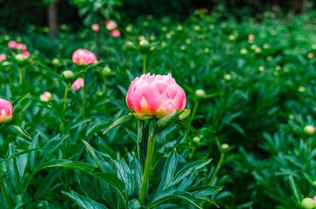 Front view buds of blooming white-pink peony with delicate petals on bush with green leaves. Photo for inspirationの写真素材