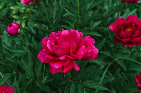 Fluffy rich pink peony flowers and buds on green bush after rain. Side view Incredible photo of flowers, like picturesque paintingの写真素材