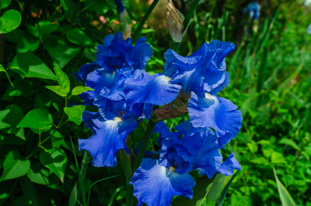 Blue blooming iris with raindrops. Natural blurred background of flowerbed. Picture characterizing summer June. Close upの写真素材