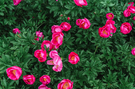 Floral background pink peony with yellow centers after rain. landscape design. Flower shop...