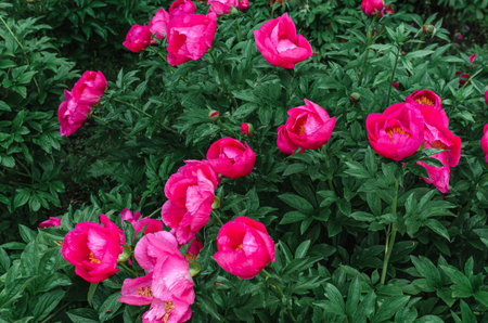 Floral background pink peony with yellow centers with raindrops. Gardening, landscape design. Flower shop advertisingの写真素材