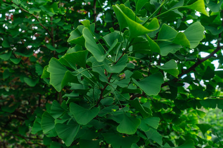 Branch of Ginkgo biloba leaves (Ginkgo biloba) in spring. Medicine, tea, anti-aging remedy....