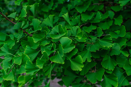 Ginkgo biloba leaf background (Ginkgo biloba) in spring time. Medicine, tea, anti-aging remedy....