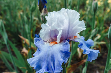 Blue blooming iris with raindrops. Natural blurred background of flowerbed. Picture characterizing...