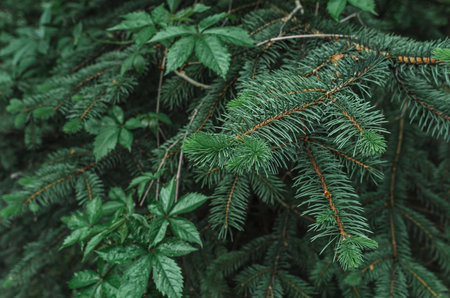 Green needles of spruce, entwined with leaves of wild grapes in spring. Coniferous background. Idea for coniferous designの写真素材