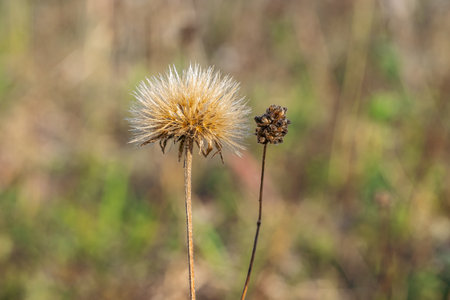 Dry seed heads of wild thistle, prickly fluffy dry flowers in wild flora. Natural textures, green and brown contrastの写真素材
