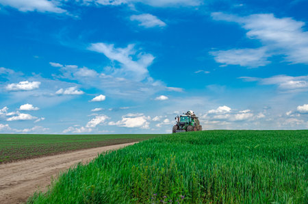 Tractor driving on country road in spring in field. Blue sky in background. Low angle view through green wheat. Spring field workの写真素材