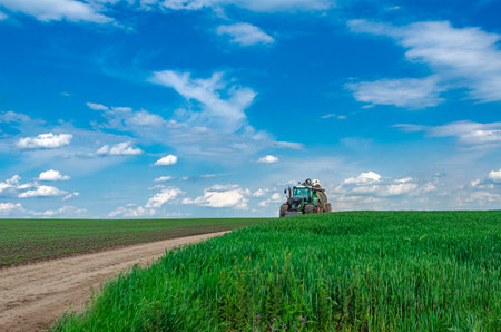 Tractor driving on country road in spring in field. Blue sky background. Low angle view through green wheat. Agricultural landscapeの写真素材