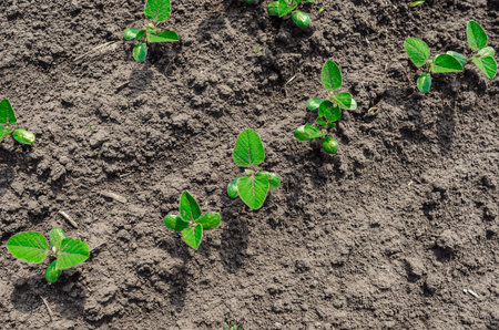 Green small seedlings of soybean plant on black soil. Period of active growth in field. Selective focusの写真素材