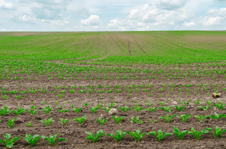 Endless field of green sugar beets growing in perspective. Light blue cloudy sky. Young shoots of sugar beets in parched soil. Organic farmingの写真素材