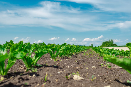 Weeding rows of green sugar beets. Selective focus of sugar beet seedlings in field. Blue sky with white clouds in backgroundの写真素材