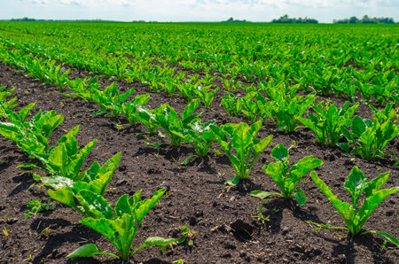 Even rows of green sugar beets in a field, hills of trees on horizon with sky. Hope for rich sugar harvestの写真素材