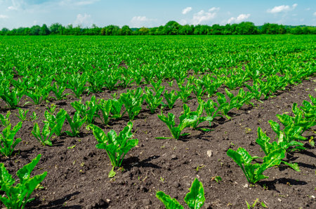 Rows of green sugar beets. Close-up of rows of sugar beets in field, hills of trees on horizon with sky. Focusの写真素材