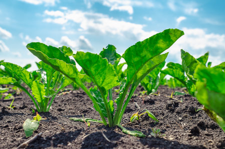 Sugar beet seedlings in black soil field with lush green leaves under sunny blue sky with white clouds. Low angle viewの写真素材