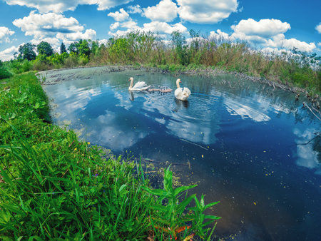 Adult swan parents swim in blue lake with their swan babies, in which sky with white clouds is reflected. Picturesque landscape with swansの写真素材