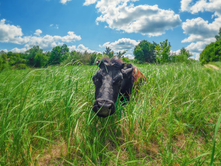 Face of curious black cow lying in tall green grass against blue sky with white clouds. Funny animalsの写真素材