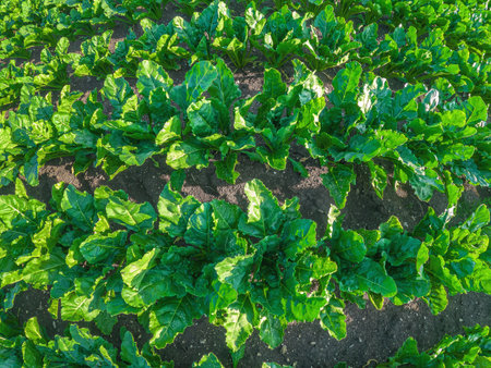 Creative top view of green tops of sugar beet field plants, green leaves of sugar beet sprouts. Sugar production. Harvestの写真素材