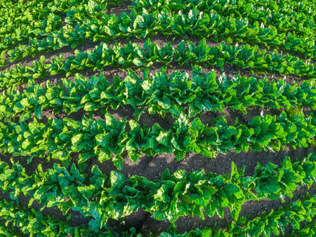 Creative top view of green tops of sugar beet field plants, green leaves of sugar beet sprouts. Sugar production. Harvestの写真素材