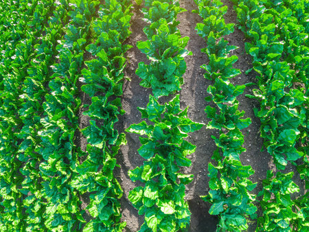 Top view of green tops of field sugar beet plant, green leaves of sugar beet sprouts. Close up....