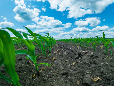 Green corn seedlings bend in wind under blue sky with white cumulus clouds. Corn field in perspectiveの写真素材