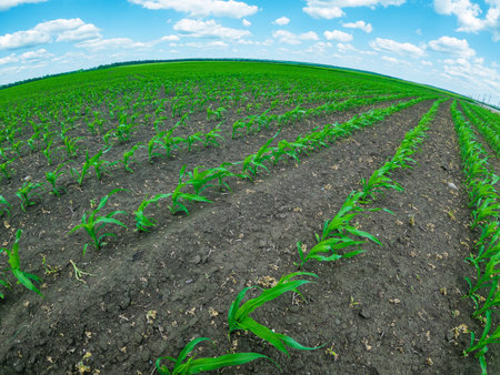 Rows of sweet young corn in field in perspective, against blue cumulus sky. Horizon line is curved in arcの写真素材