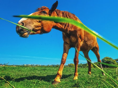 Funny photo of brown horse with white spot on nose, taken from low angle, from side through green grass against blue sky.の写真素材