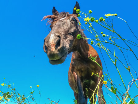 Brown horse with funny face, shot from low angle, near wildflowers against blue sky. Funny animal conceptの写真素材