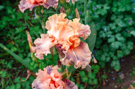 Blooming petals of creamy purple iris flower in May-June. Side view Blurred flowerbed background