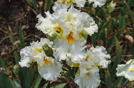 Raindrops on white iris flowers with yellow centers. High-quality macro photo of iris. Flower screensaverの写真素材
