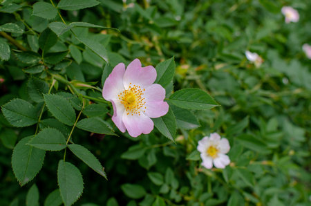 Pink rosehip flower on bush. Rosehip bush (Rosa canina), on which red fruits grow in autumn. Medicinal plant. Close upの写真素材