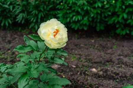 Yellow hybrid peony flower (Ito hybrids) with orange center. Yellow interspecific peony hybrids. Blurred flowerbed backgroundの写真素材