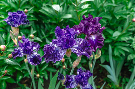 Blue and purple colored blooming irises. Natural blurred background of flowerbed. Image characterizing summerの写真素材