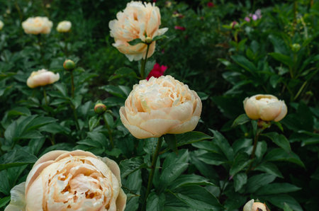 Creamy beige hybrid peony flower with fluffy petals. Cream interspecific peony hybrids. Garden treasure, florist's choiceの写真素材