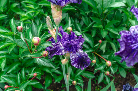 Blue colored blooming irises. Natural blurred background of flowerbed. Image characterizing summer, June. Close-upの写真素材