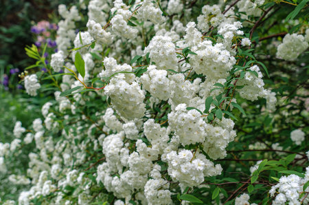 Small white inflorescences of spirea flowers (Latin Spiraea vanhouttei). Deciduous ornamental shrub in landscape designの写真素材
