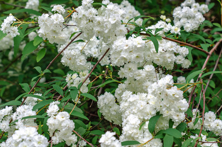 Side view white inflorescences of spirea flowers (Latin Spiraea vanhouttei). Deciduous ornamental shrub in landscape designの写真素材