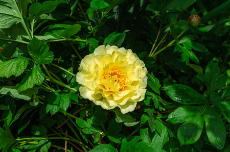 Yellow hybrid peony flower (Ito hybrids). Yellow interspecific peony hybrids. Garden treasure, landscape designers' choiceの写真素材