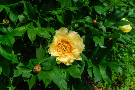 Yellow hybrid peony flower (Ito hybrids) with orange center. Yellow interspecific peony hybrids. Garden treasure, landscape designer's choiceの写真素材