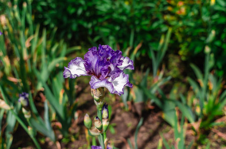 Purple and white ornamental iris flowers in flowerbed on blurred background of other plants. Hybrid varietal irises, unusual colorsの写真素材