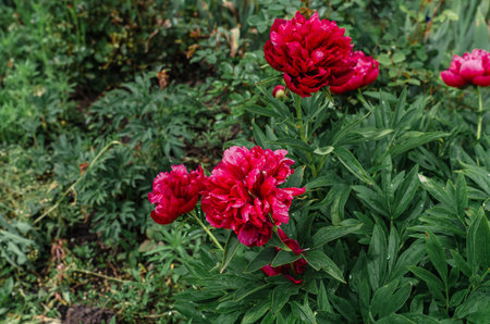Fluffy rich pink peony flowers and buds on the stem of green bush after rain. Side view Background of faded flowersの写真素材