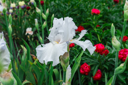Light blue and white iris flower with raindrops on background of blooming red peonies. Floral screensaver. Front viewの写真素材
