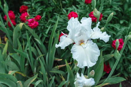Light blue and white iris flower with raindrops on background of blooming red peonies. Floral screensaverの写真素材