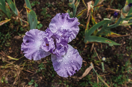 Blooming petals of light lilac iris flower in May-June with raindrops. Top view. Blurred background...