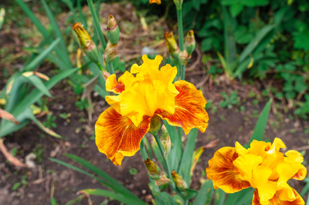 Yellow iris flower with orange tint blooms in flowerbed. Blurred background of frost-damaged green leavesの写真素材