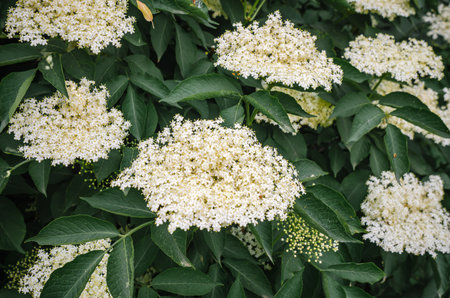 Delicate white elderberry blossoms surrounded by lush green foliage in natural light. Floral patterns, naturalの写真素材