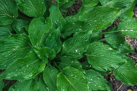 Top view of green hosta leaves with raindrops. Natural details, wet texture. Botanical themes and...